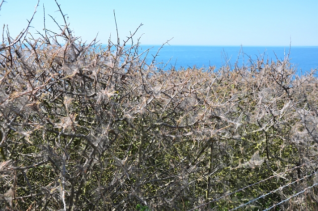 Holiday Dorset_9930.JPG - DURLSTON, DORSET - 2.6.09